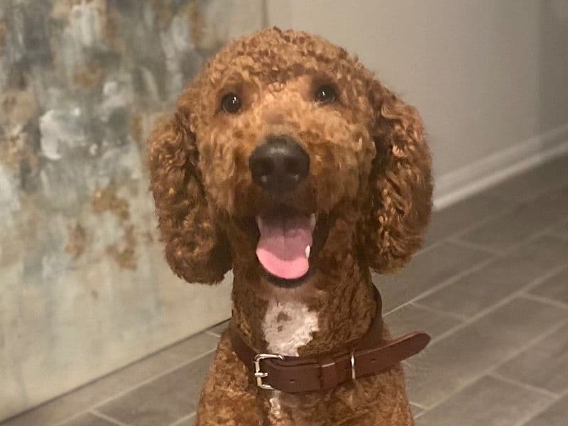 Benji primary photo