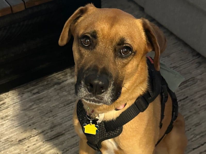 English Mastiff 3 years 9 months old male large named Spud for adoption in Maricopa County, Arizona | Petmeetly