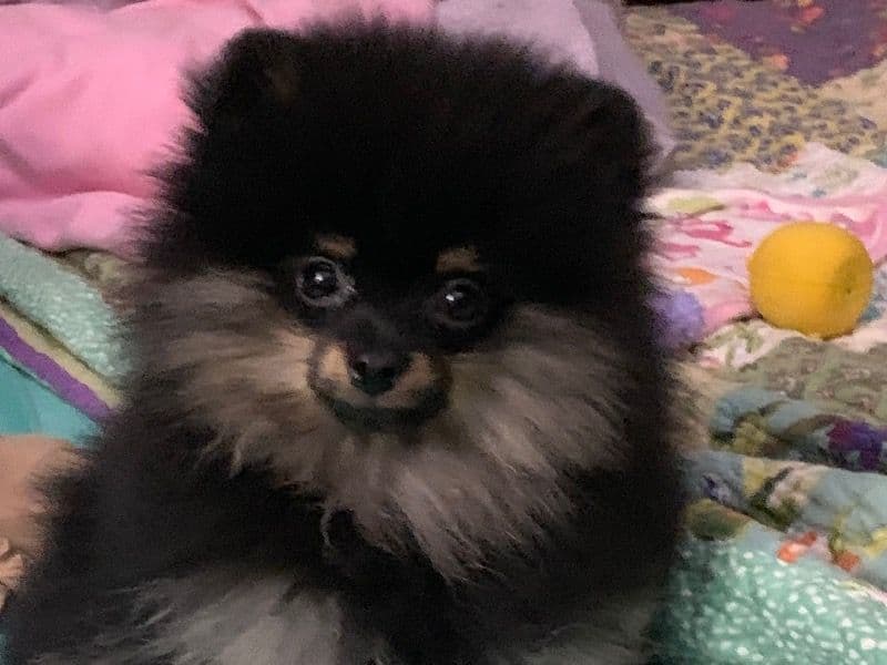 Buster primary photo