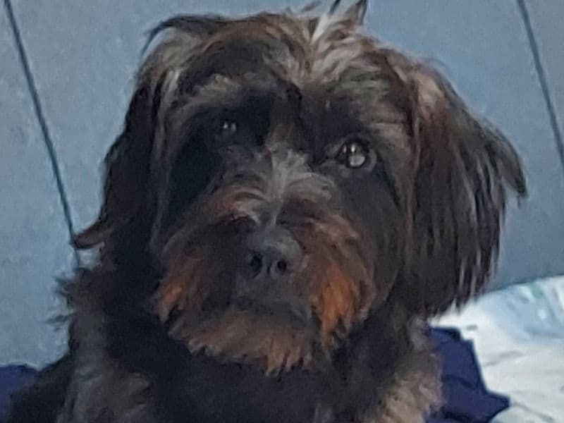 Yorkshire Terrier 4 years 6 months old male small named Rodger for breeding in Metro Vancouver, British Columbia | Petmeetly