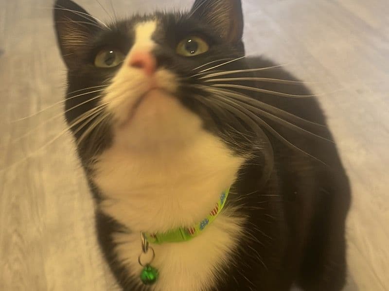 Milo primary photo