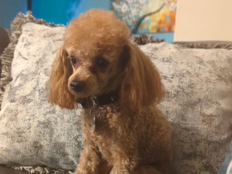 Remi primary photo
