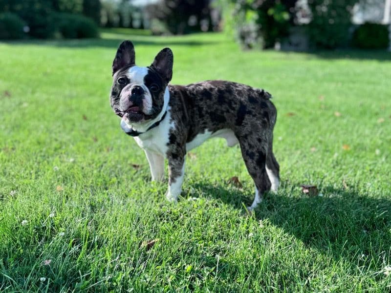 Loki primary photo