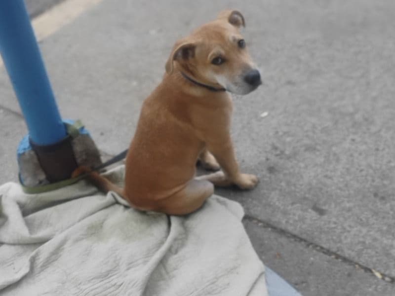 Golden Retriever 3 years old male medium named Handsome Boy for breeding in Genesee County, Michigan | Petmeetly