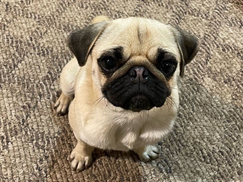 Lucy primary photo