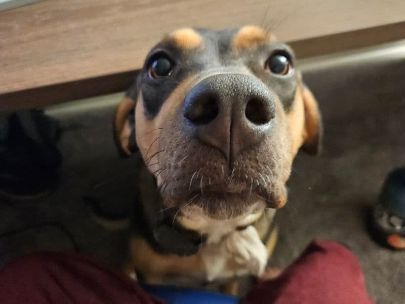 Doberman 1 year 10 months old female medium named Hotdog for adoption in Maricopa County, Arizona | Petmeetly