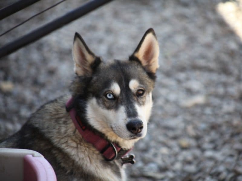 Bella primary photo