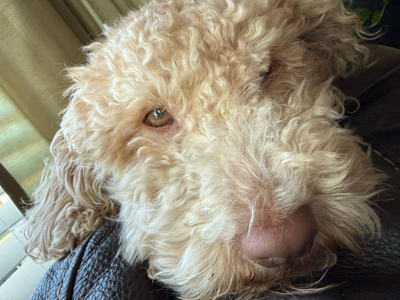 Golden Retriever 2 years old male small named Bronx for breeding in Cook County, Illinois | Petmeetly