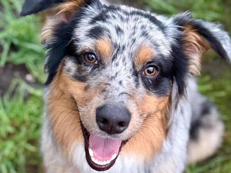Hank primary photo