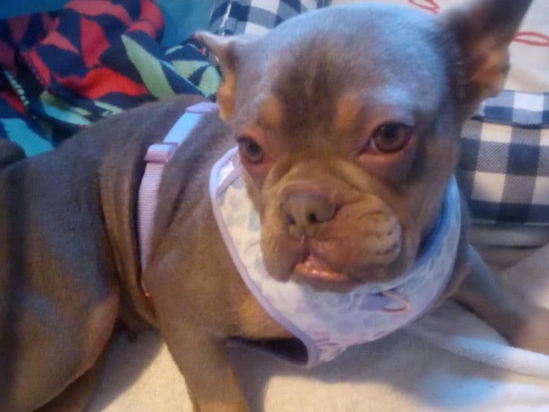 French Bulldog 1 year 4 months old female small named Chole for sale in Riverside County, California | Petmeetly