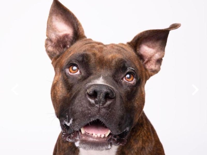 Snickers primary photo