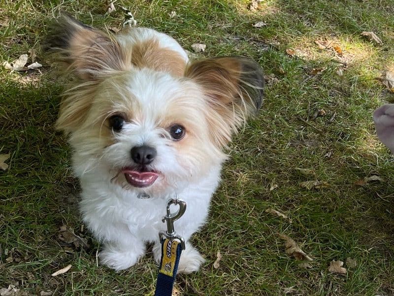 Shih Tzu 7 years 5 months old male small named Beau for adoption in West Midlands, England | Petmeetly