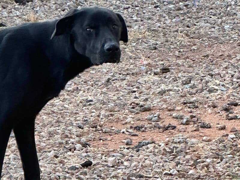 Black German Shepherd 1 year 9 months old male large named Yoru for adoption in Cochise County, Arizona | Petmeetly