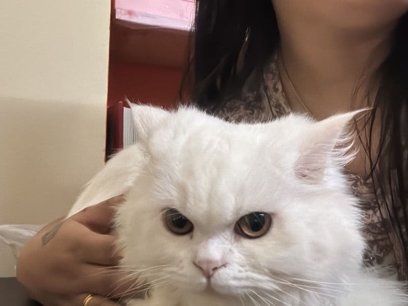 Common Rat 1 year 2 months old female named Mia for breeding in Bangalore Division, Karnataka | Petmeetly