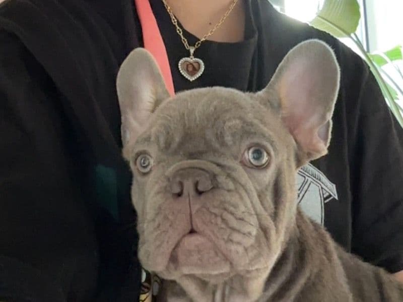 French Bulldog 5 months old male small named Kilo for sale in Fulton County, Georgia | Petmeetly