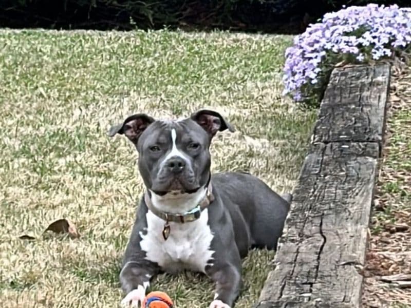 Luna primary photo