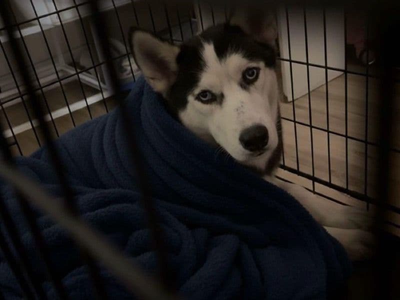 Siberian Husky 1 year 1 month old female large named Nina for adoption in Los Angeles County, California | Petmeetly