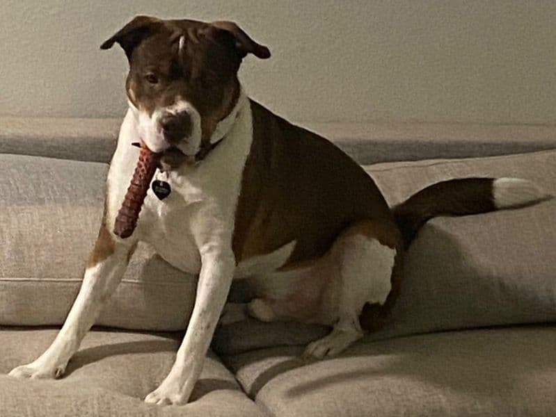 Barkley primary photo
