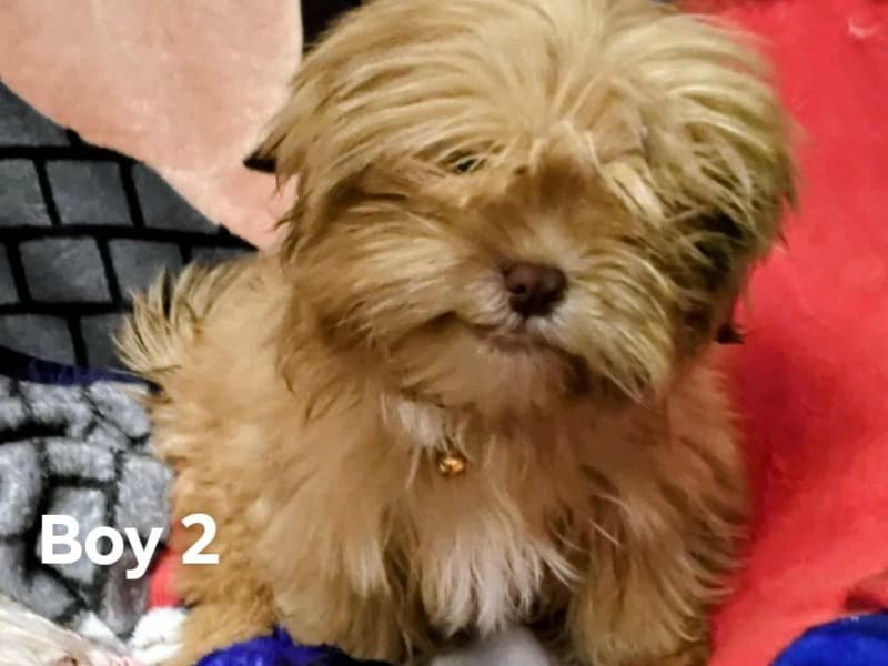 Shih Tzu 6 months old male small named Boy 2 for sale in Tarrant County, Texas | Petmeetly