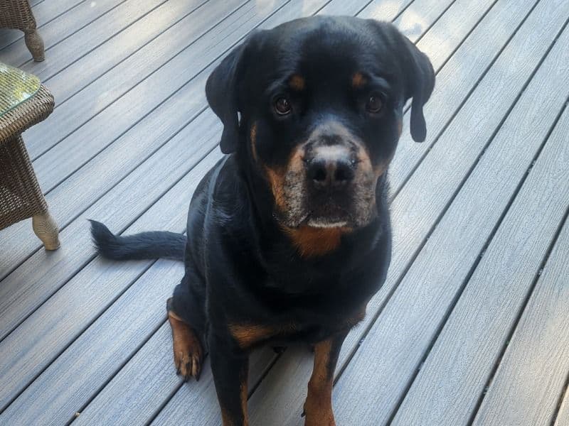Toby primary photo