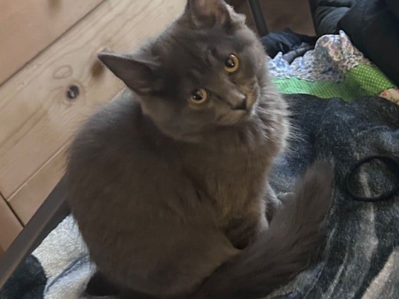 Domestic Medium Hair 5 months old female named Sushi for sale in Jefferson County, Missouri | Petmeetly