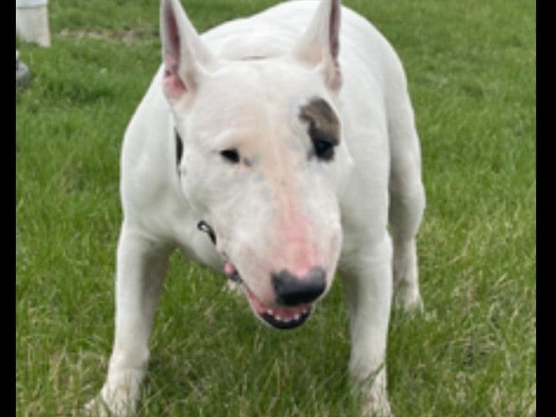 Layla primary photo