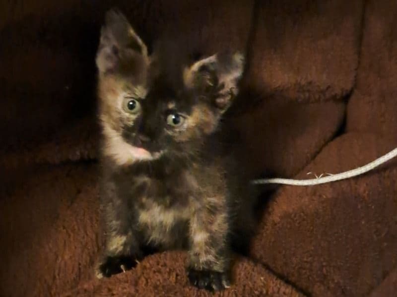 American Shorthair 5 months old female named Kitty for sale in Fairfax County, Virginia | Petmeetly