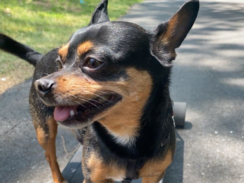 Loui primary photo