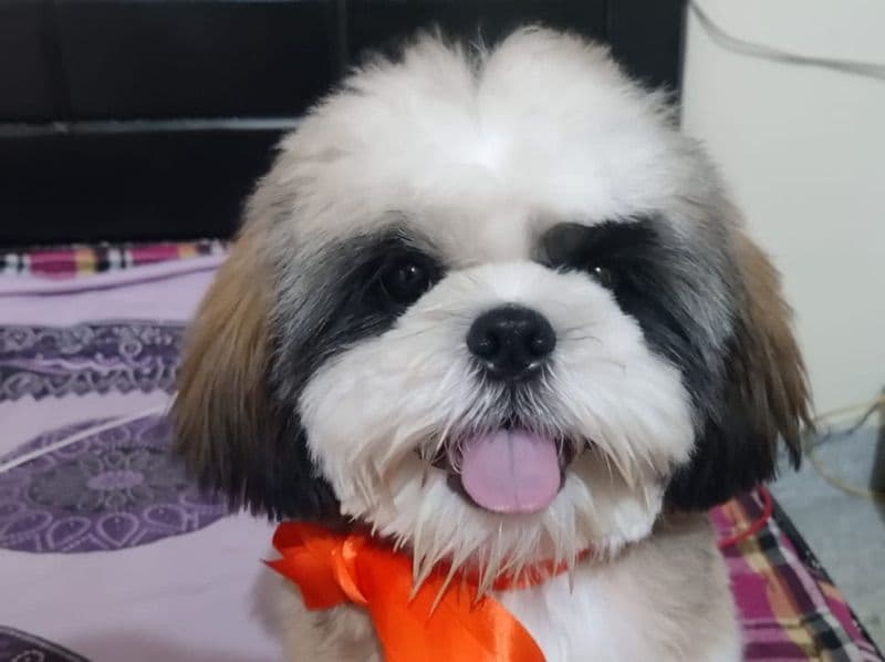Coco primary photo