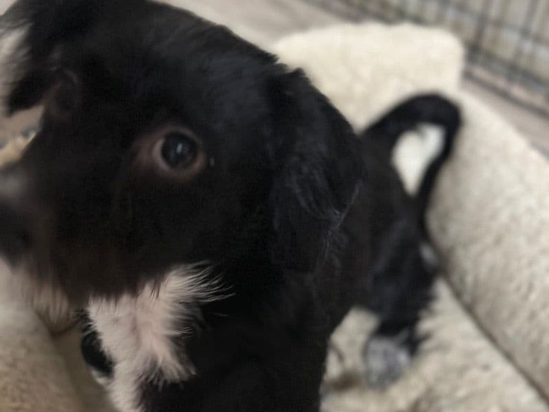 Chihuahua 11 months old male medium named Luka for adoption in Washoe County, Nevada | Petmeetly