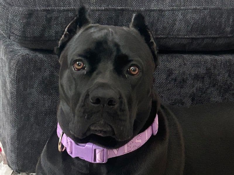 Luna primary photo
