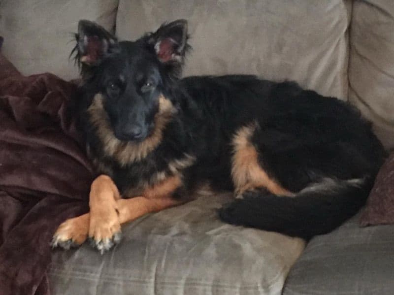 Black German Shepherd 9 years 6 months old male medium named Rocky for breeding in La Crosse County, Wisconsin | Petmeetly