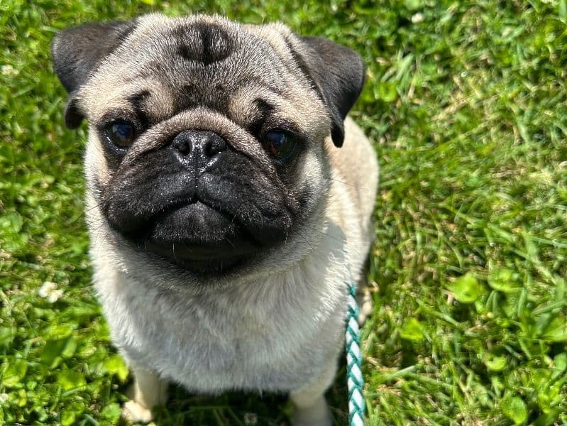 Nugget primary photo