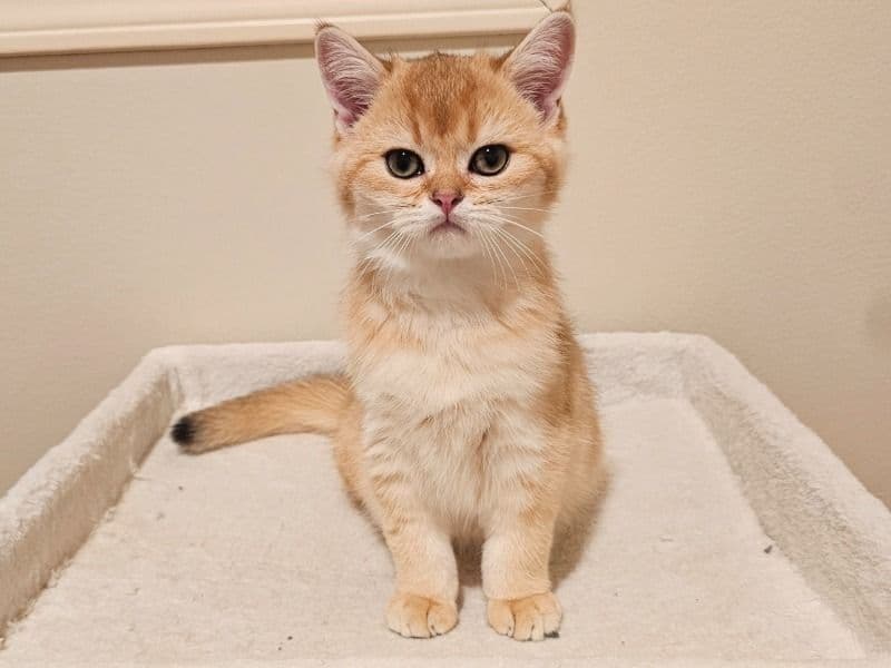 Scottish Straight 3 months old male named Urias for sale in King County, Washington | Petmeetly