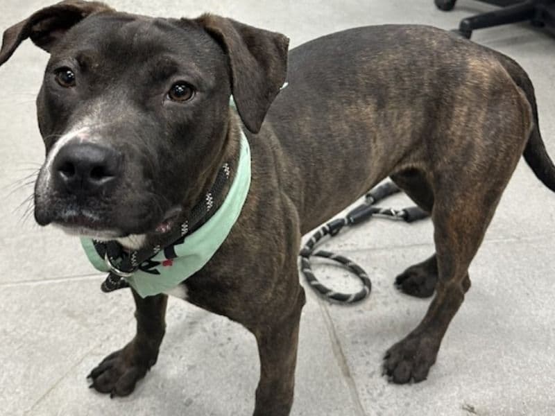 American PitBull Terrier 2 years 4 months old female large named Wrenly for adoption in Monroe County, Tennessee | Petmeetly