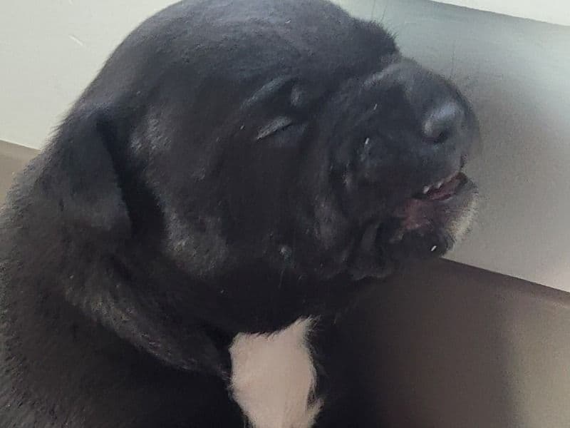 Coco primary photo