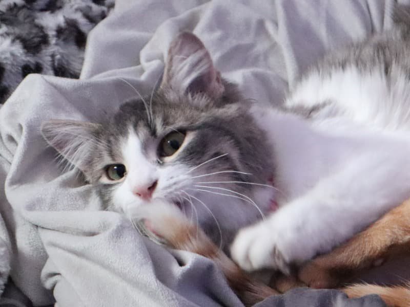 Ragdoll 3 years 4 months old female named Bella for breeding in Hamilton, Ontario | Petmeetly