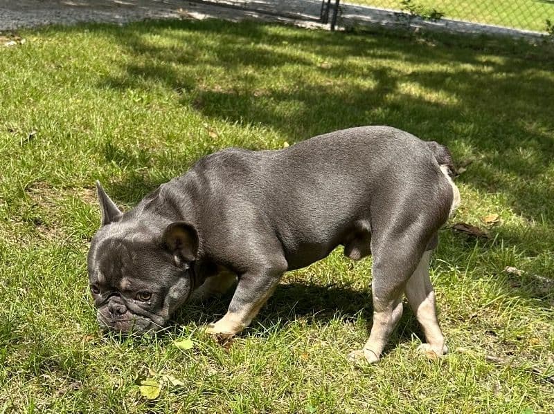 Nacho primary photo