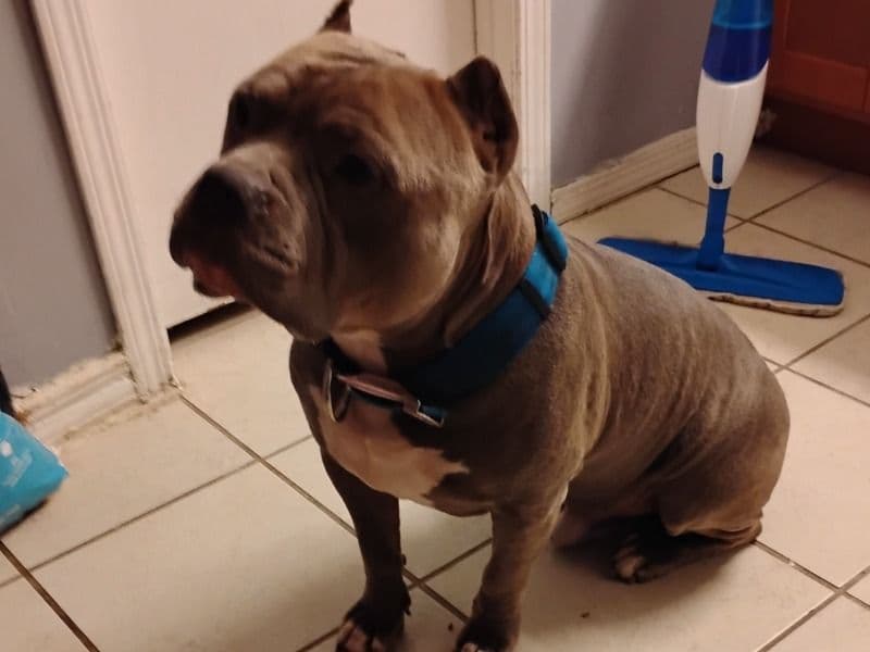 Big Fido primary photo