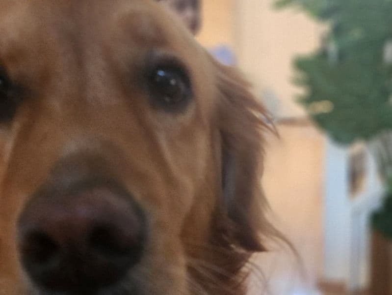 Bella primary photo