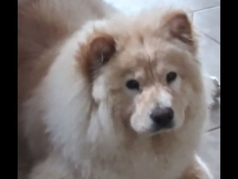 Bella primary photo