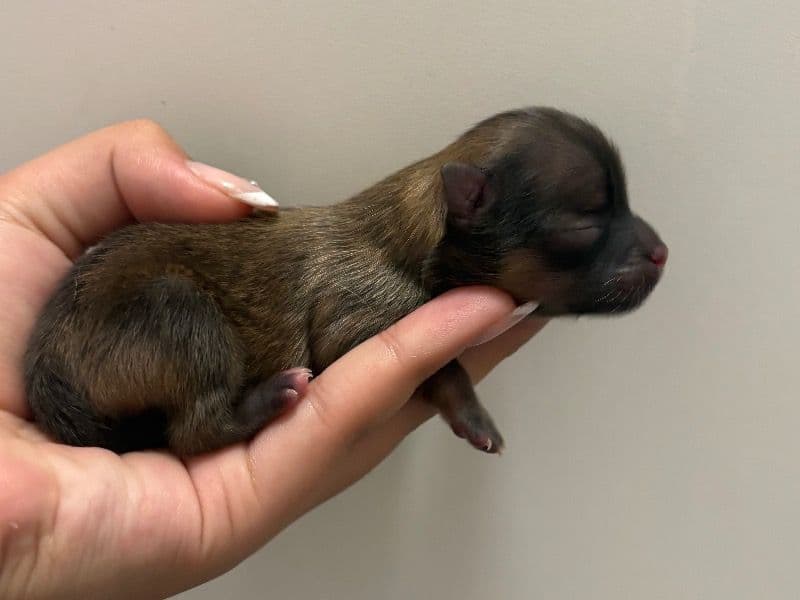 Pomeranian 0 months old female small named Mocha for sale | Petmeetly