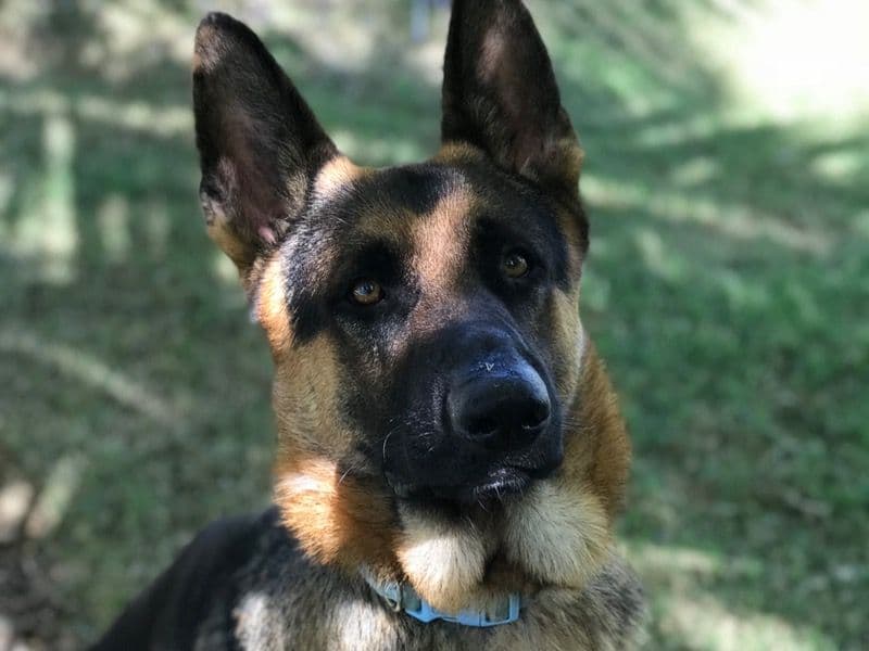 Simba primary photo