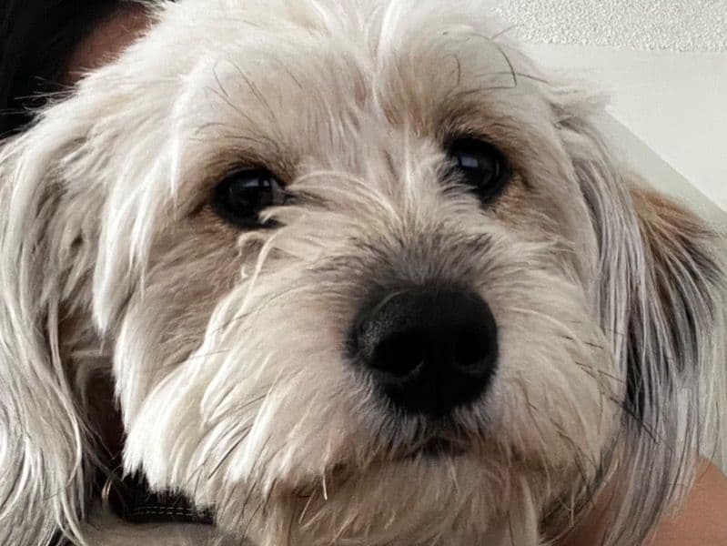 Benji primary photo