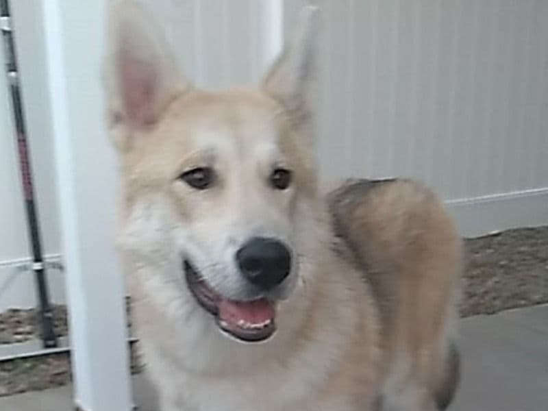 Roux primary photo