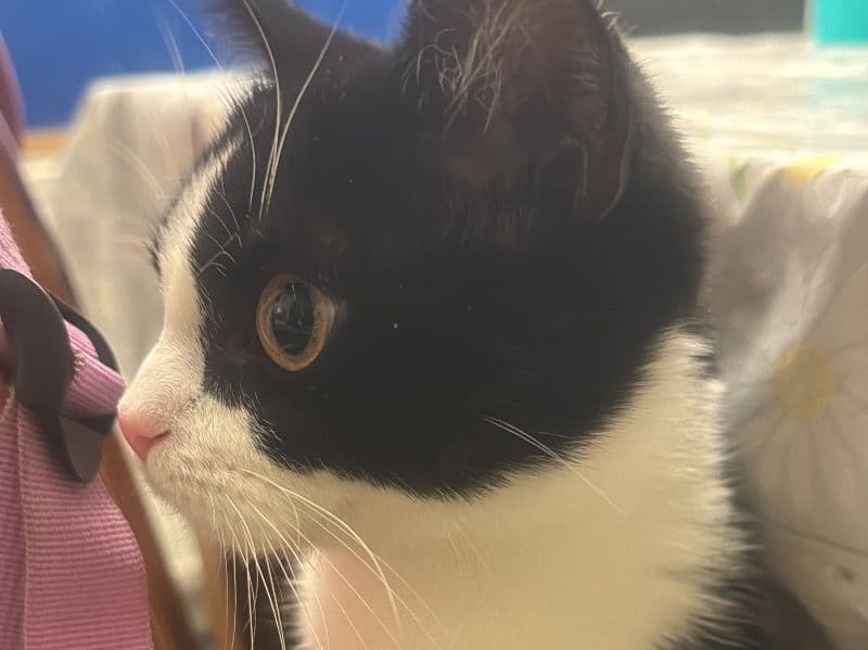 Oreo primary photo