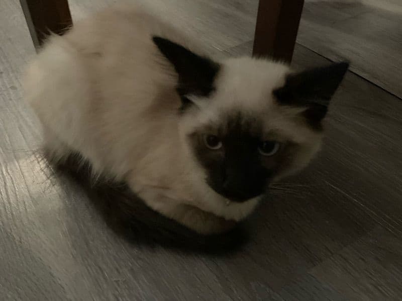 Siamese 8 months old male named Jay for sale in Sonoma County, California | Petmeetly