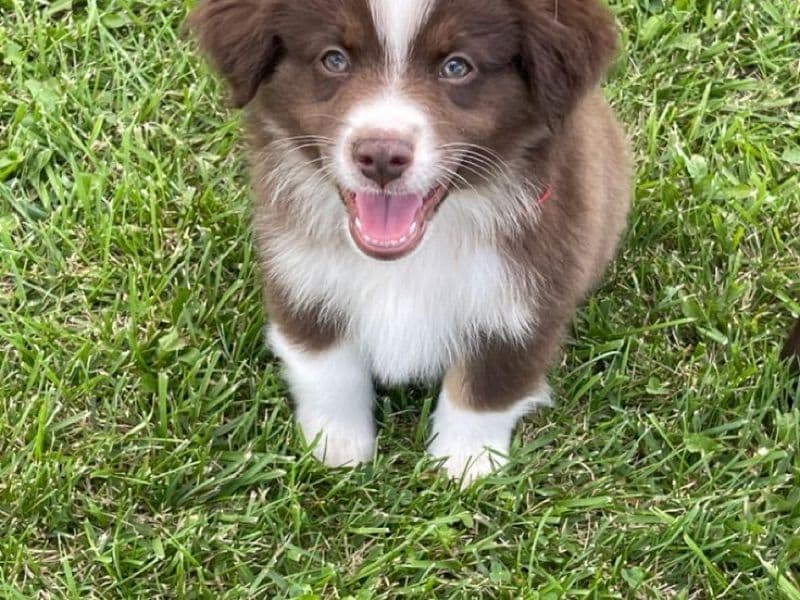 Texas Heeler 1 month old female medium named Smith for sale | Petmeetly