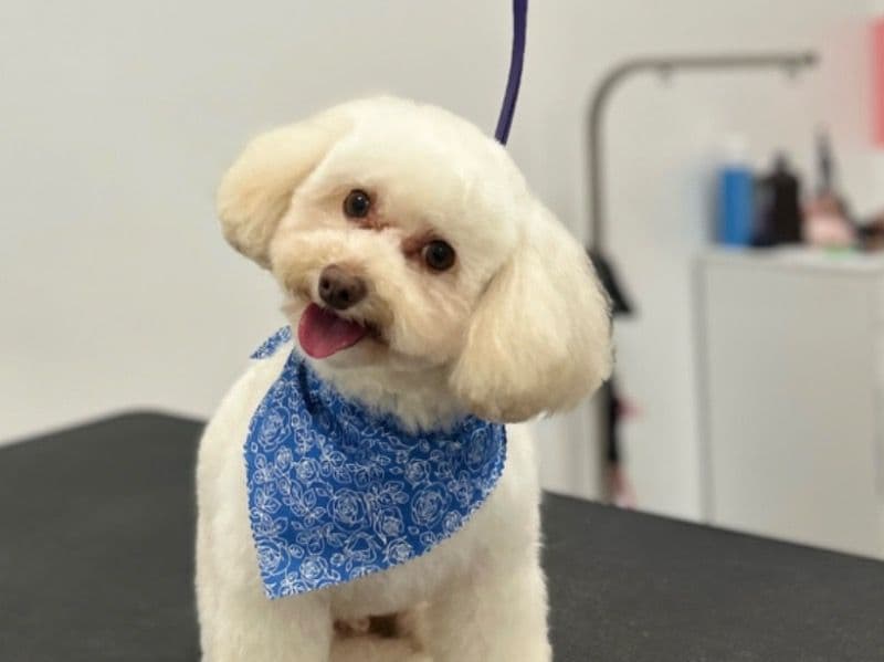 Louie primary photo