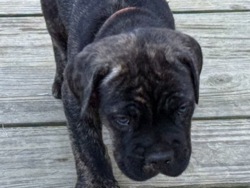 Cane Corso 2 months old male small named Junior for sale in DeSoto County, Mississippi | Petmeetly